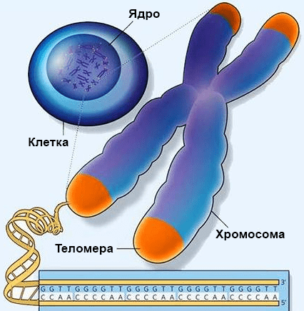 01.hromosoma i telomera