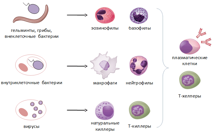 03.tipy patogenov