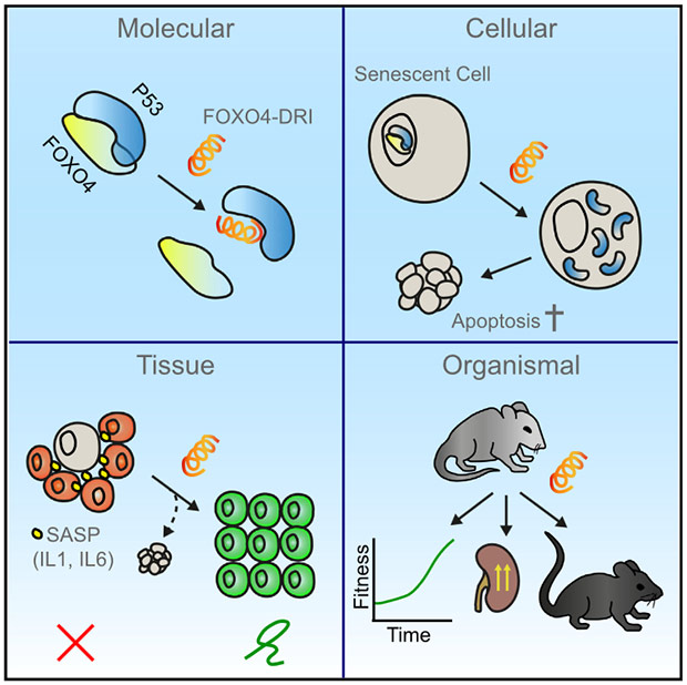 Действие FOXO4-DRI на уровне молекул, клеток, тканей и организма