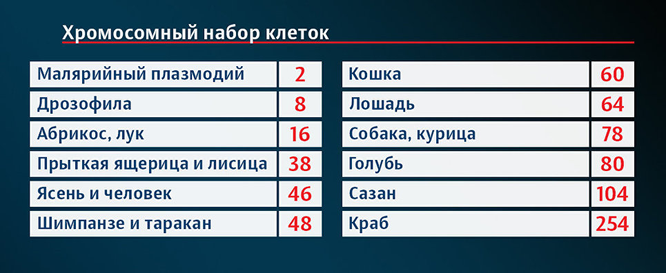 Количество хромосом у разных видов животных и растений