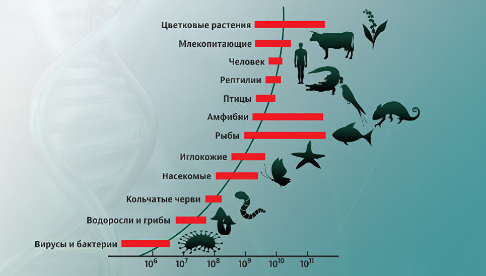 Приблизительные размеры геномов разных организмов (в парах оснований)