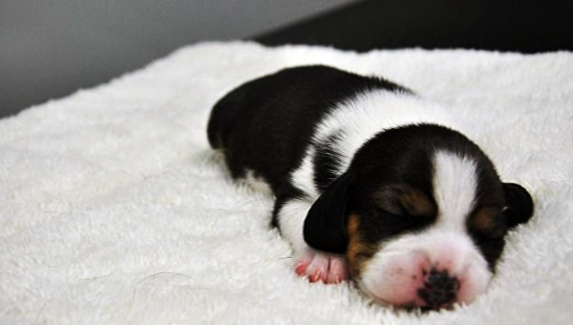 генномодифицированная клонированная собака
