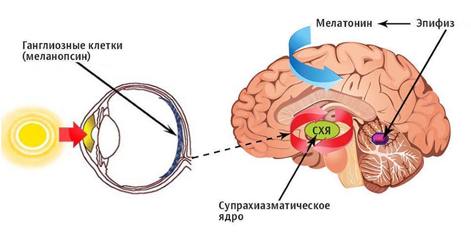 Cхема работы циркадной системы человека