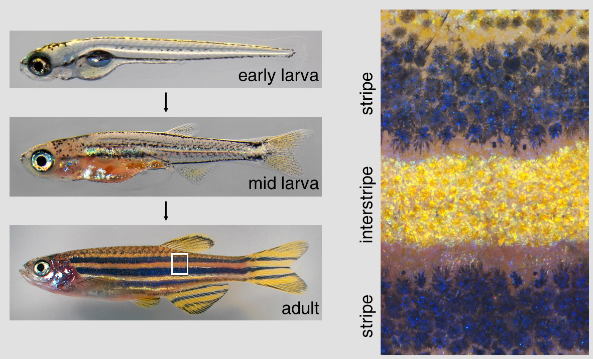 Данио-рерио на разных этапах развития (слева) и увеличенный фрагмент полос на теле рыбы, сформированных пигментными клетками разных типов
