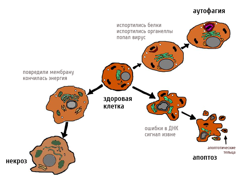 Типы клеточной гибели