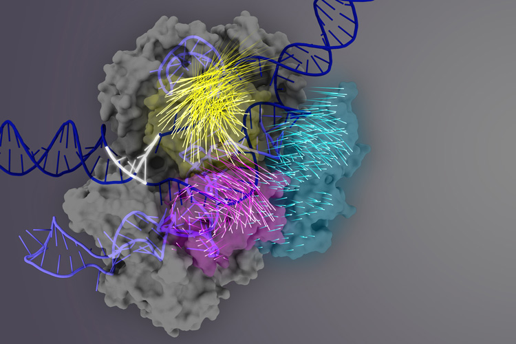 Hyper accurate Cas9