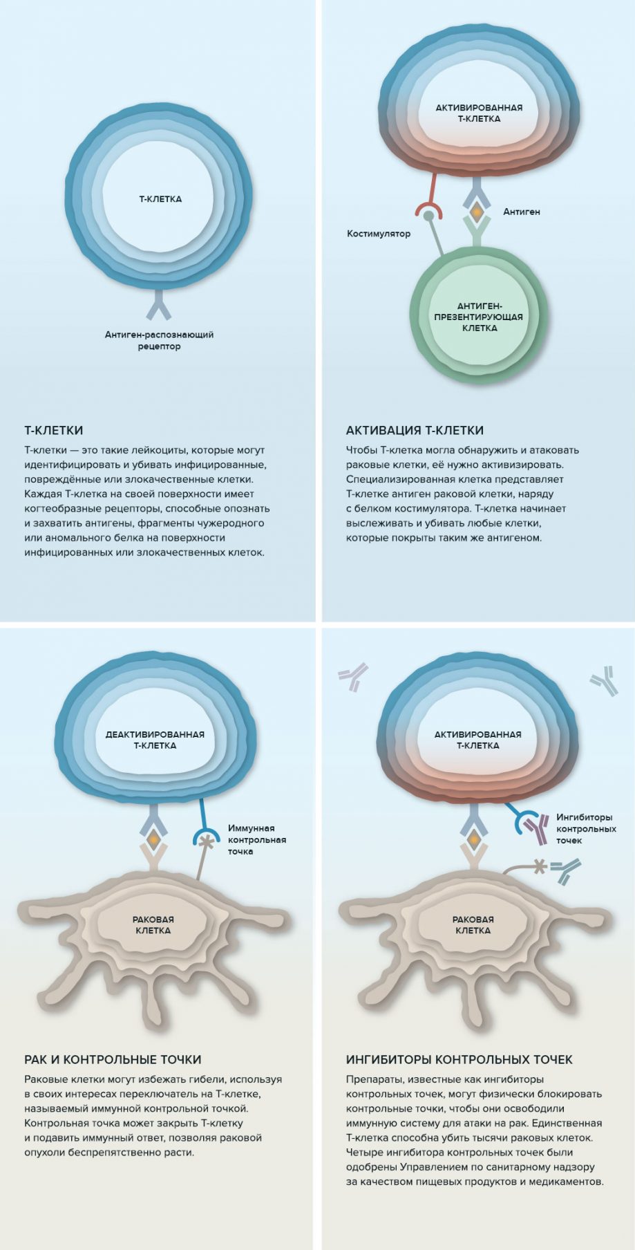 Immune system v1 919x1808