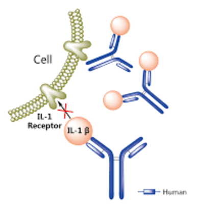 Рисунок 5. Canakinumab связывается с IL-1β и не даёт ему взаимодействовать с рецептором на поверхности клетки