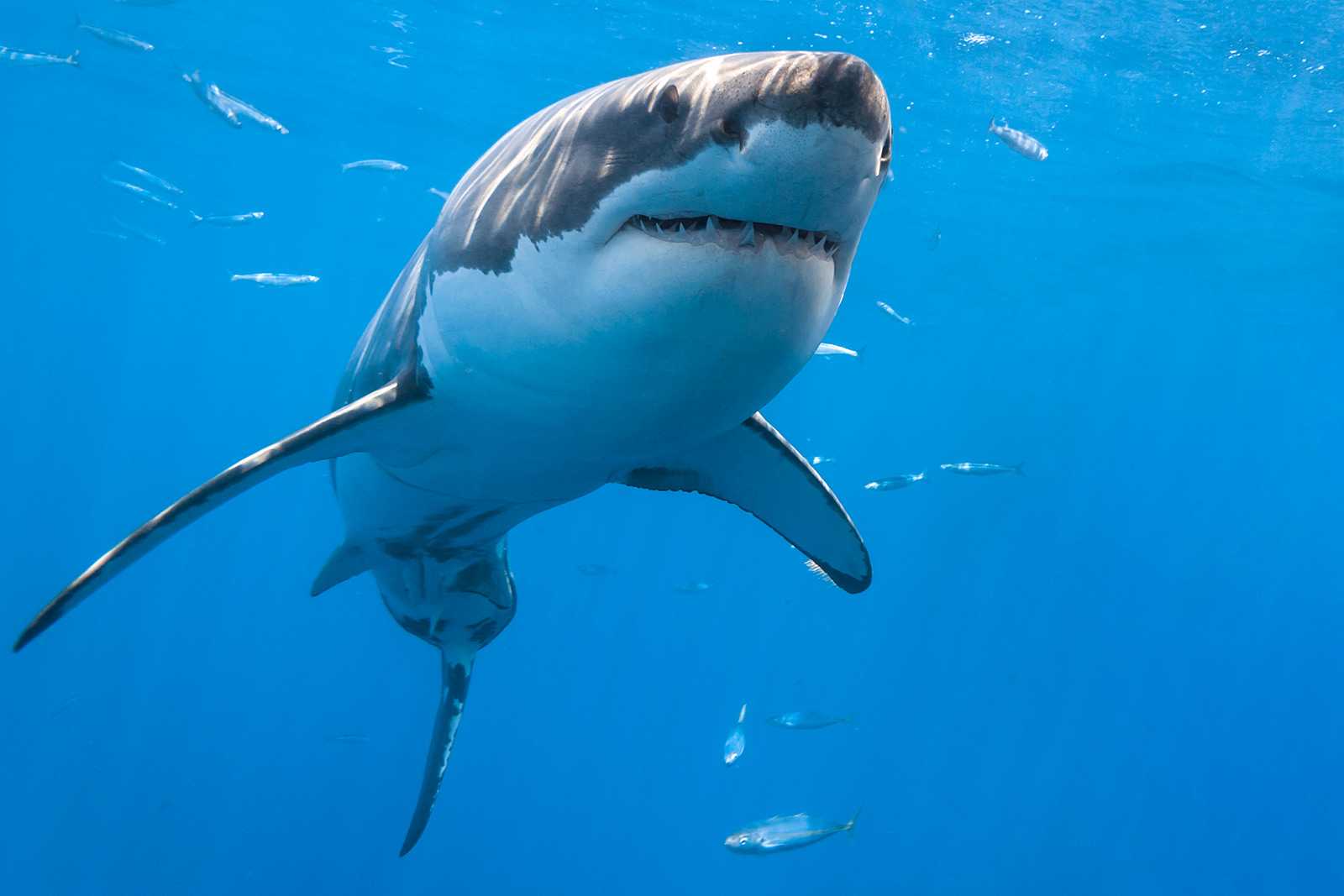 great white shark from below