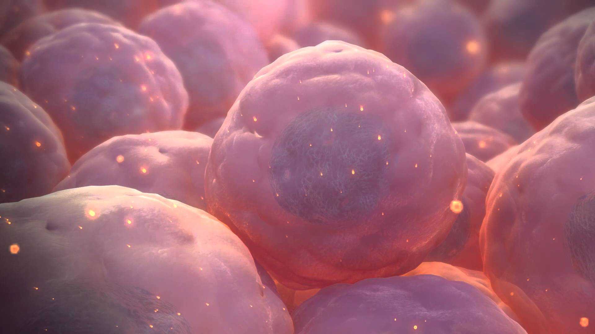 Тотипотентные стволовые клетки