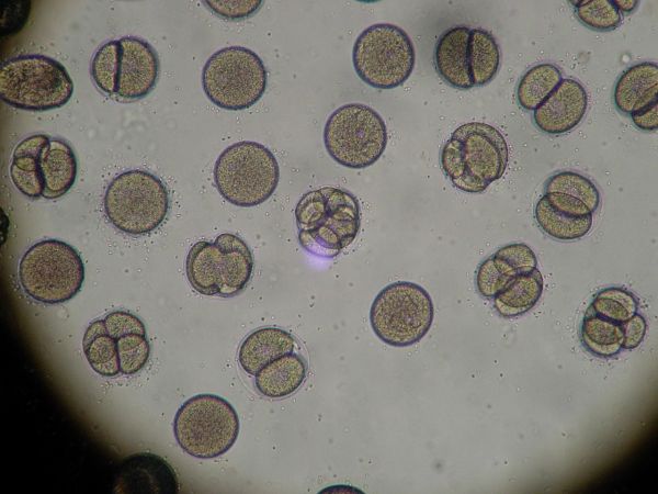 клетки под микроскопом