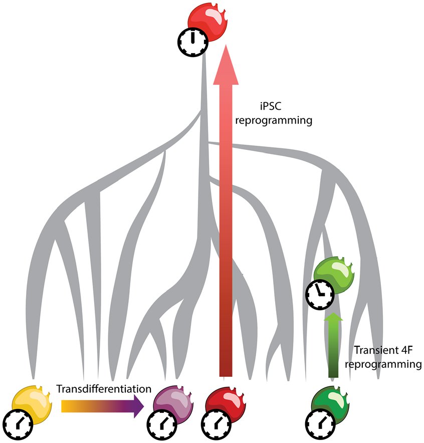 Рис. 1. Клеточное перепрограммирование. Клетку можно индуцировать transdifferentiate в другой тип или dedifferentiate в состояние прародителя по индуктивным факторам. Дедифференциация  4F (OCT4, KLF4, SOX2 и c-Myc) индуцирует эпигенетическое омоложение в отличие от трансдифференцировки. Риск образования тератомы препятствует любой стратегии, которая включает дедифференцировку индуцированного состояния плюрипотентных стволовых клеток (iPSC) in vivo. Однако, временной модуляции 4Ф выражение может использоваться, чтобы вызвать эпигенетическое омоложение без изменений личности или при дифференцировке в пластиковые государств.
