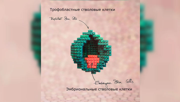 Бластоциста состоит из внешнего слоя клеток, из которого развивается плацента, и внутреннего – будущего детёныша. Здесь и ниже иллюстрации Nicolas Rivron. 