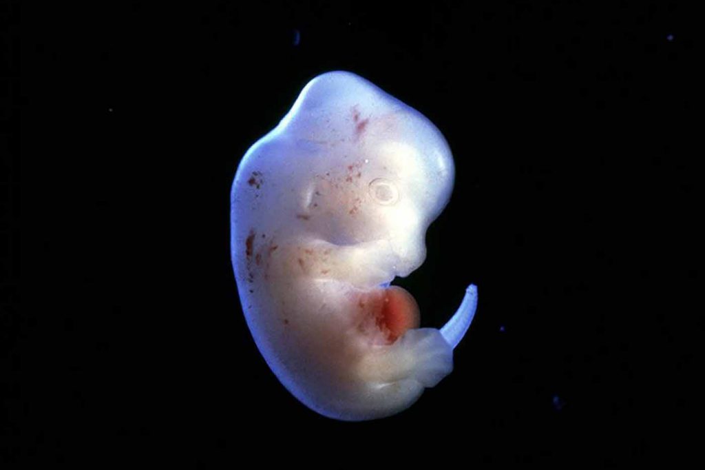 Скрещивание эмбриона человека и животного