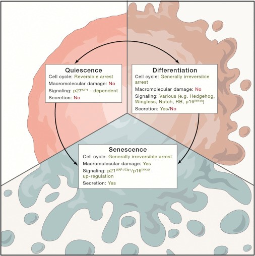 Рисунок 2 Остановка клеточного цикла в стареющих, покоящихся и терминально дифференцированных клетках