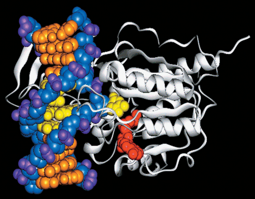 Комплекс ДНК-метилтрансферазы с ДНК