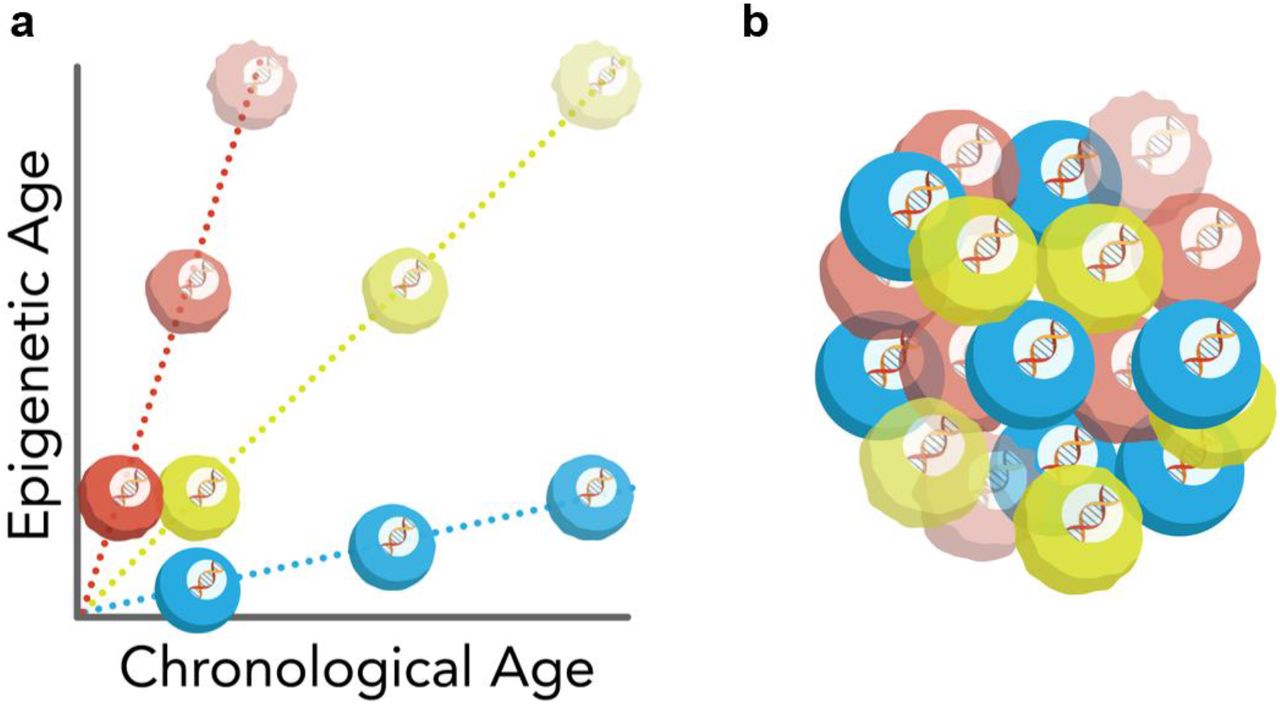 Модели старения в отдельных клетках