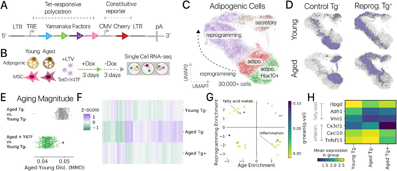 Временное плюрипотентное перепрограммирование восстанавливает молодую экспрессию генов в адипогенных клетках мышей.