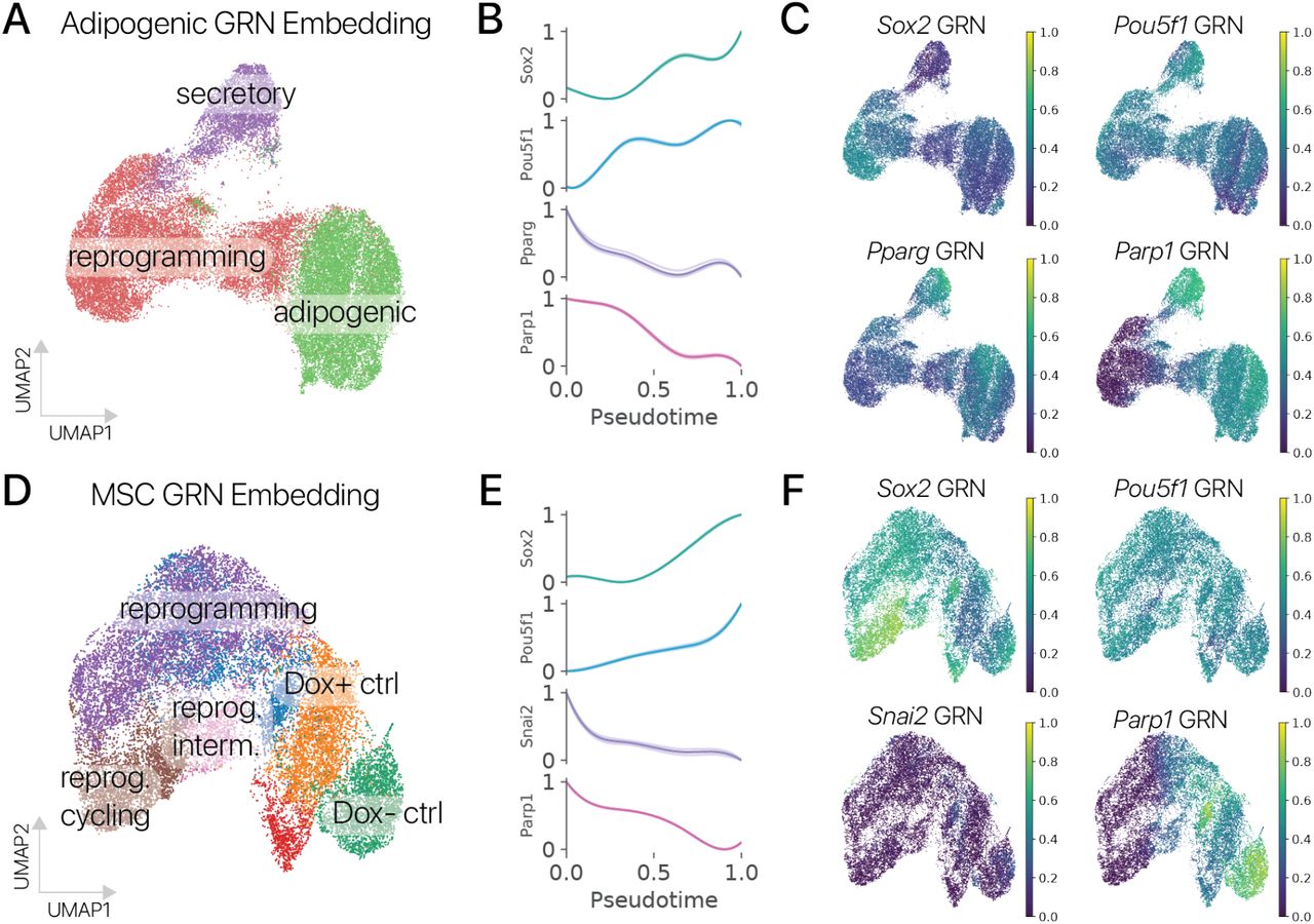 Рисунок S8: Анализ генной регуляторной сети (GRN) показывает подавление GRN идентичности соматических клеток во время временного репрограммирования.