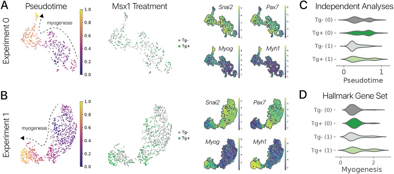 Рисунок S12: Импульсное перепрограммирование с фактором мультипотентности Msx1 увеличивает миогенез в старых миогенных клетках.