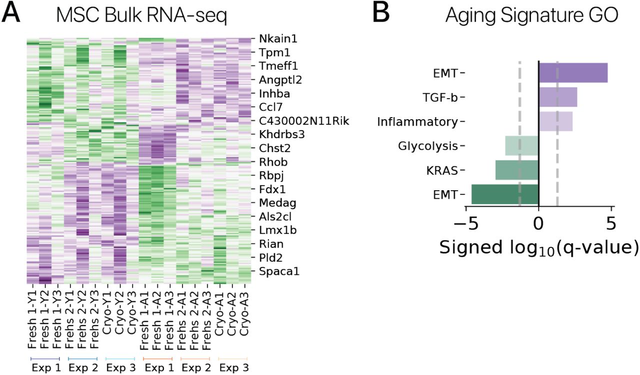 Рисунок S5: Bulk RNA-seq показывает воспроизводимую транскрипционную сигнатуру старения в МСК.