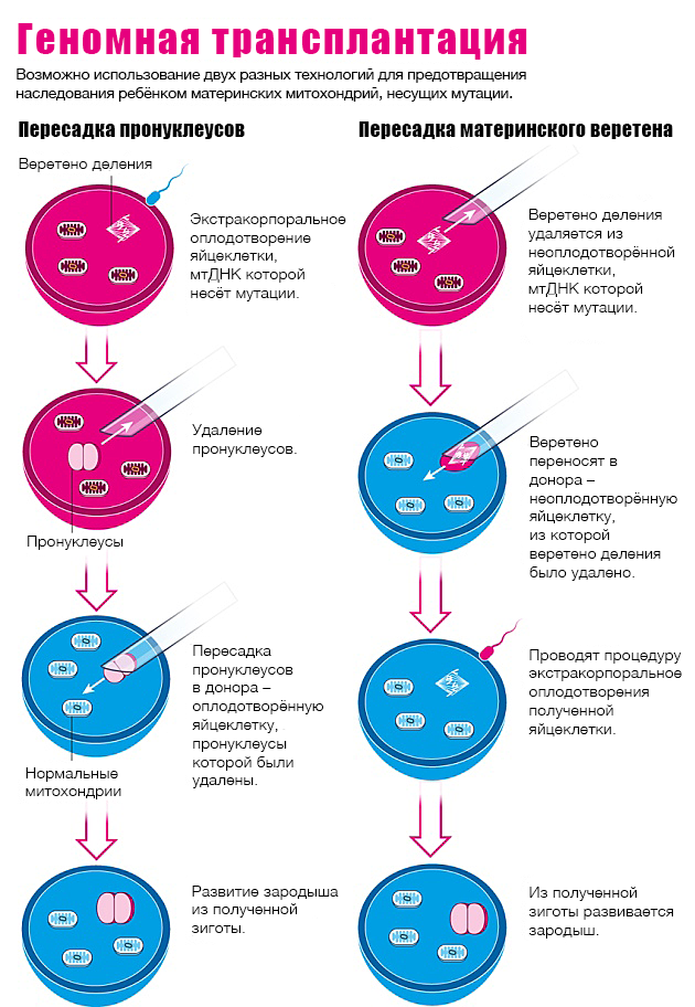 01.genomnaja transplantacija