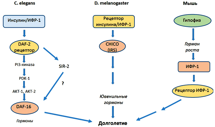 01.insulinovyj signaling