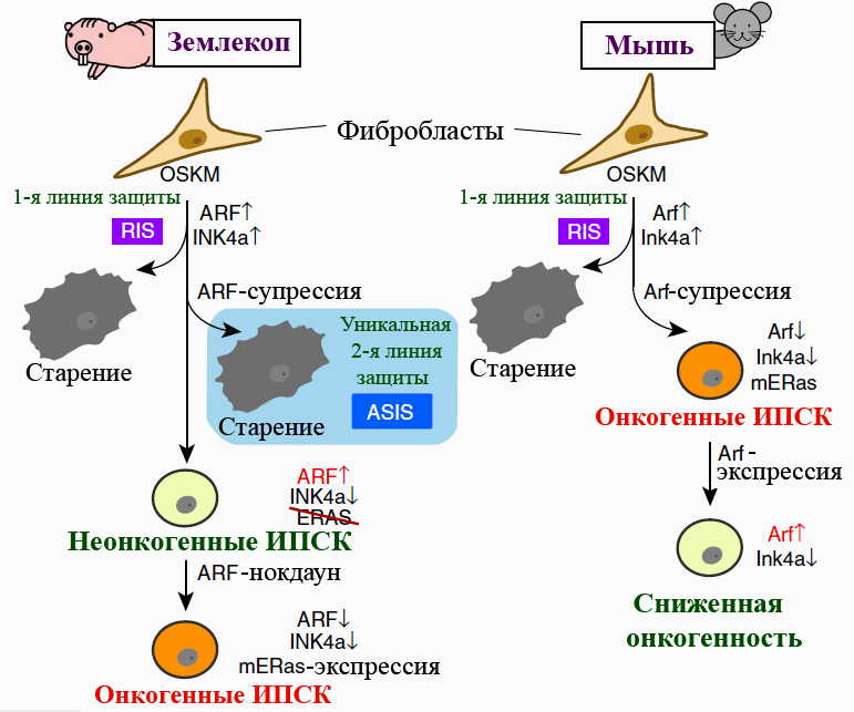 02.pereprogrammirovanie fibroblastov