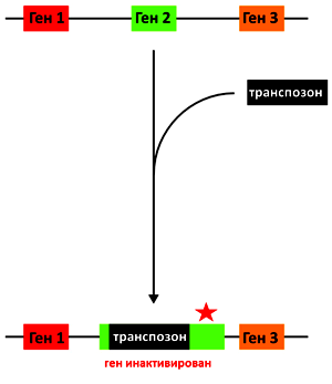 04.transpozonnyj mutagenez