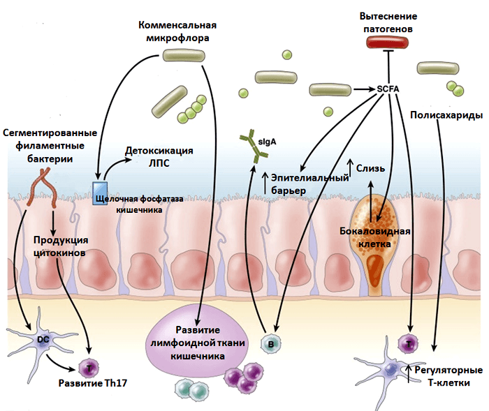 Микрофлора и иммунитет