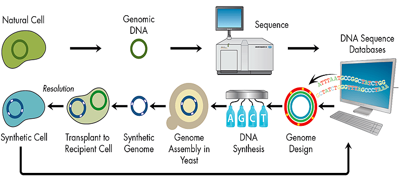 07.shema sinteza organizmov