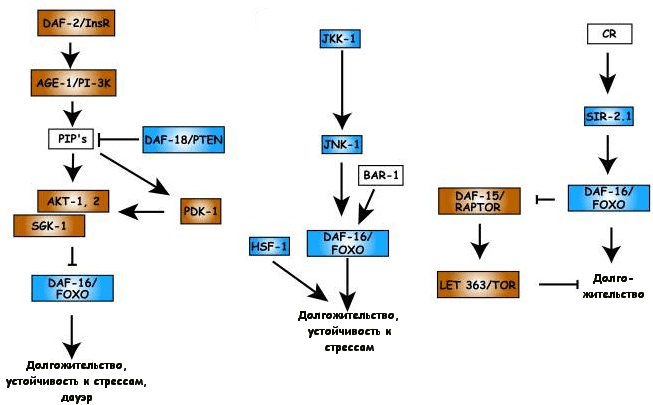 12.metabolicheskie puti