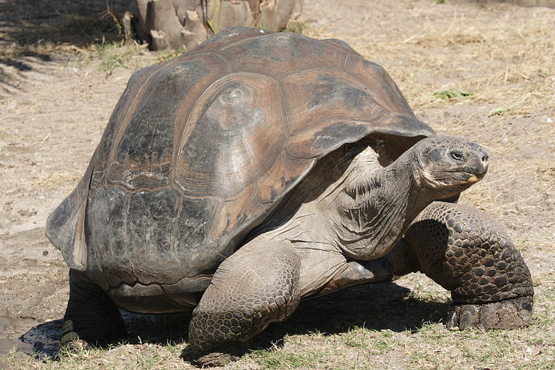 черепаха долгожитель