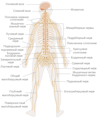 400px TE Nervous system diagram ru.svg
