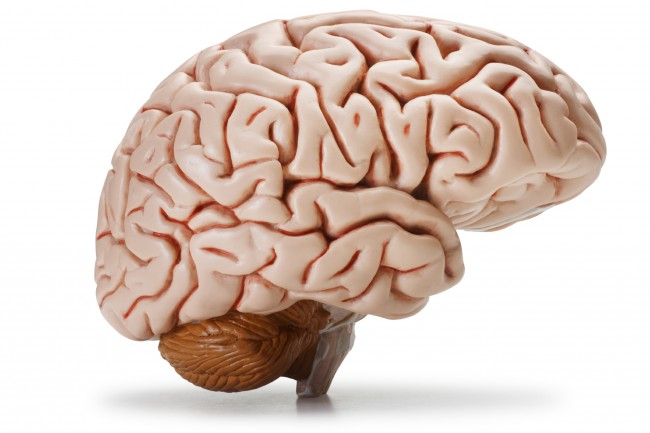 Brain image 650x433