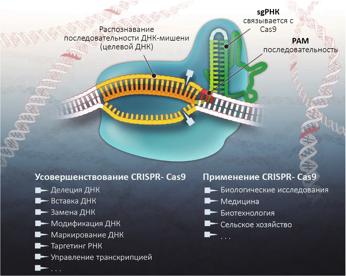 CRISPR1