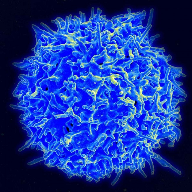 Healthy Human TCell 650x650