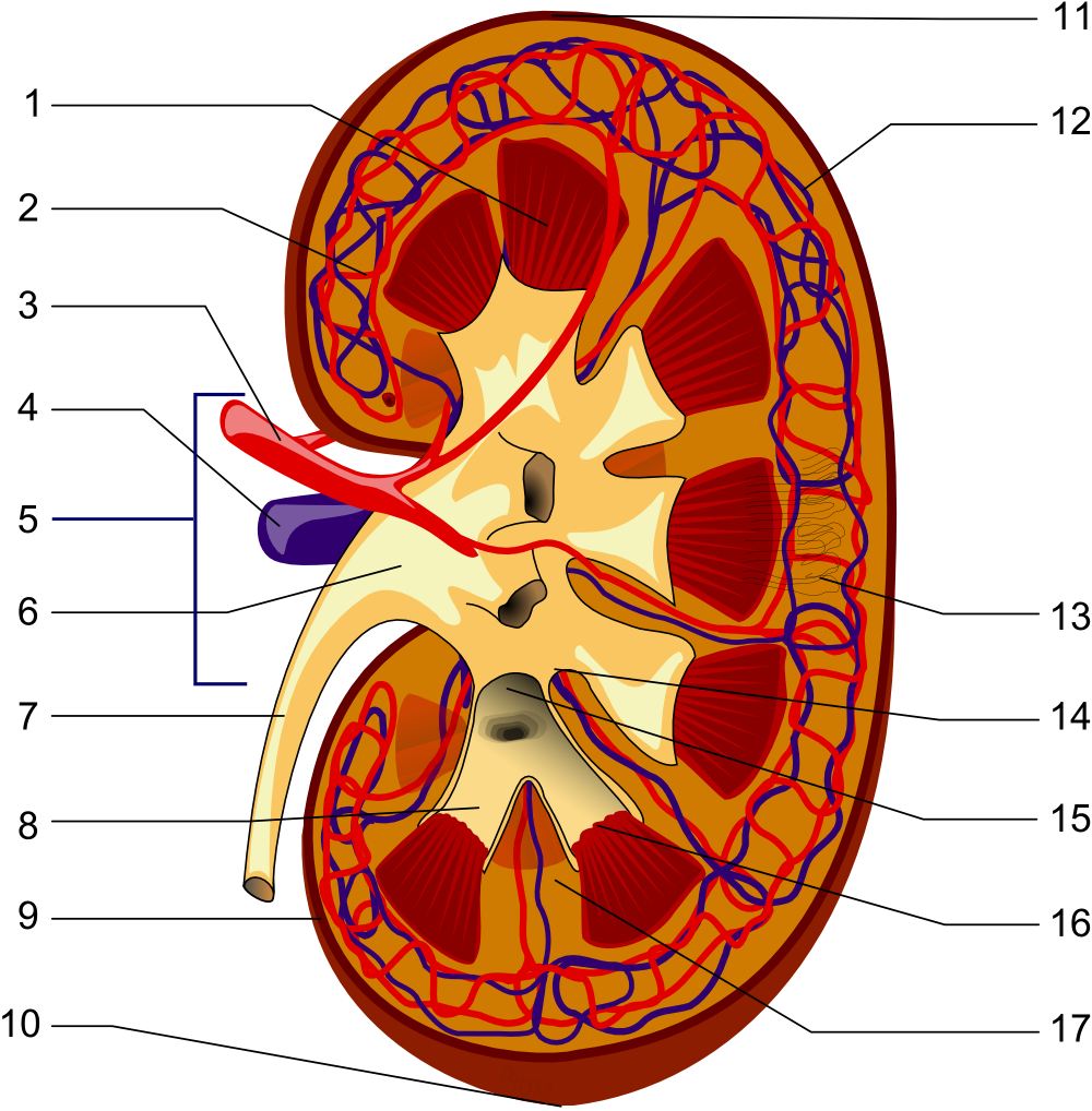 Kidney PioM