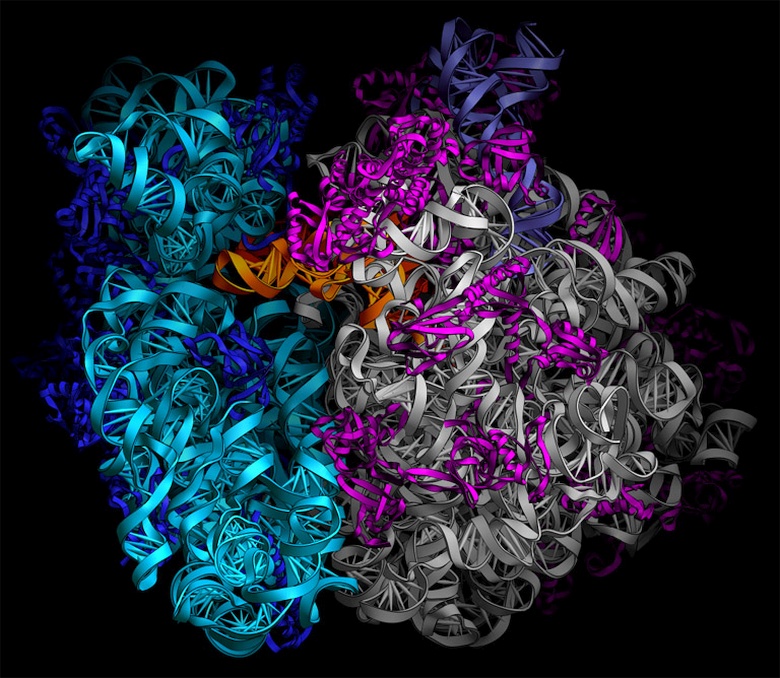 Ribosome