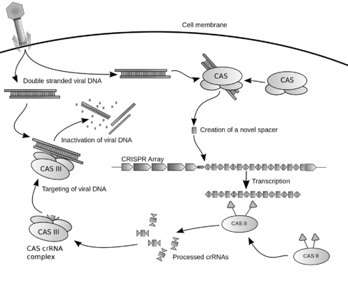 500px Crispr