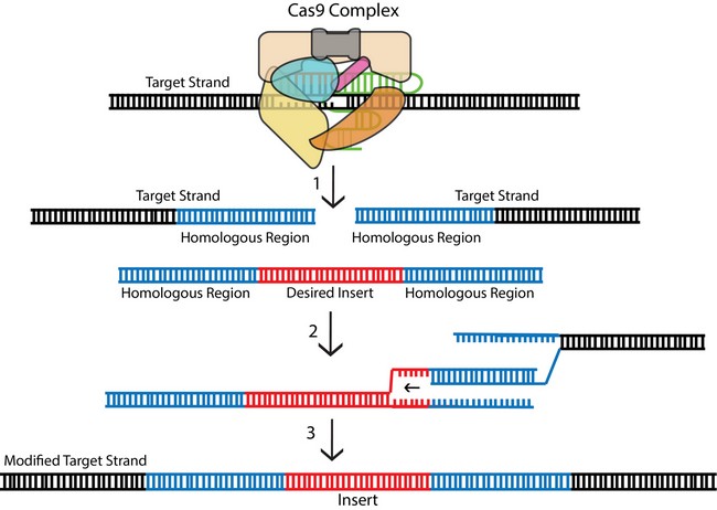 crispr mukhina 2 650