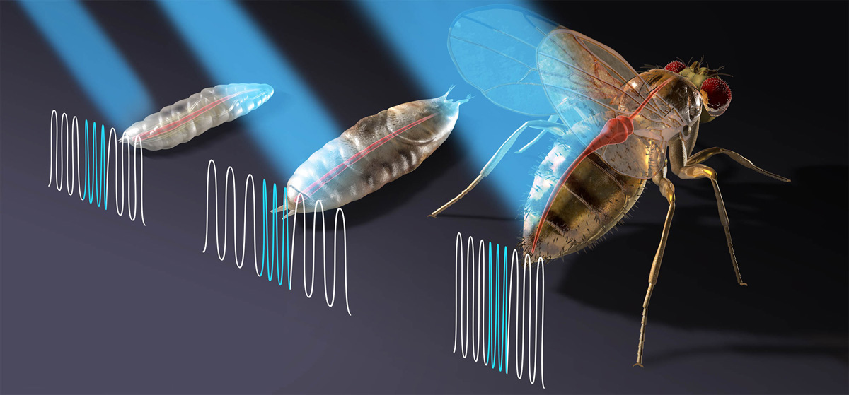 fruit fly heart laser control