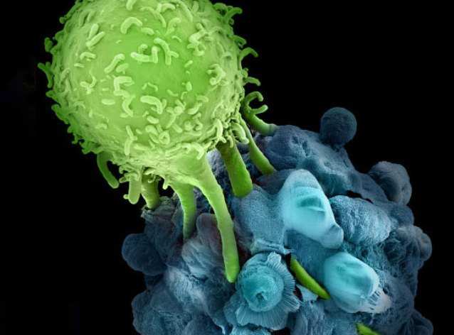 Иммунотерапия рака