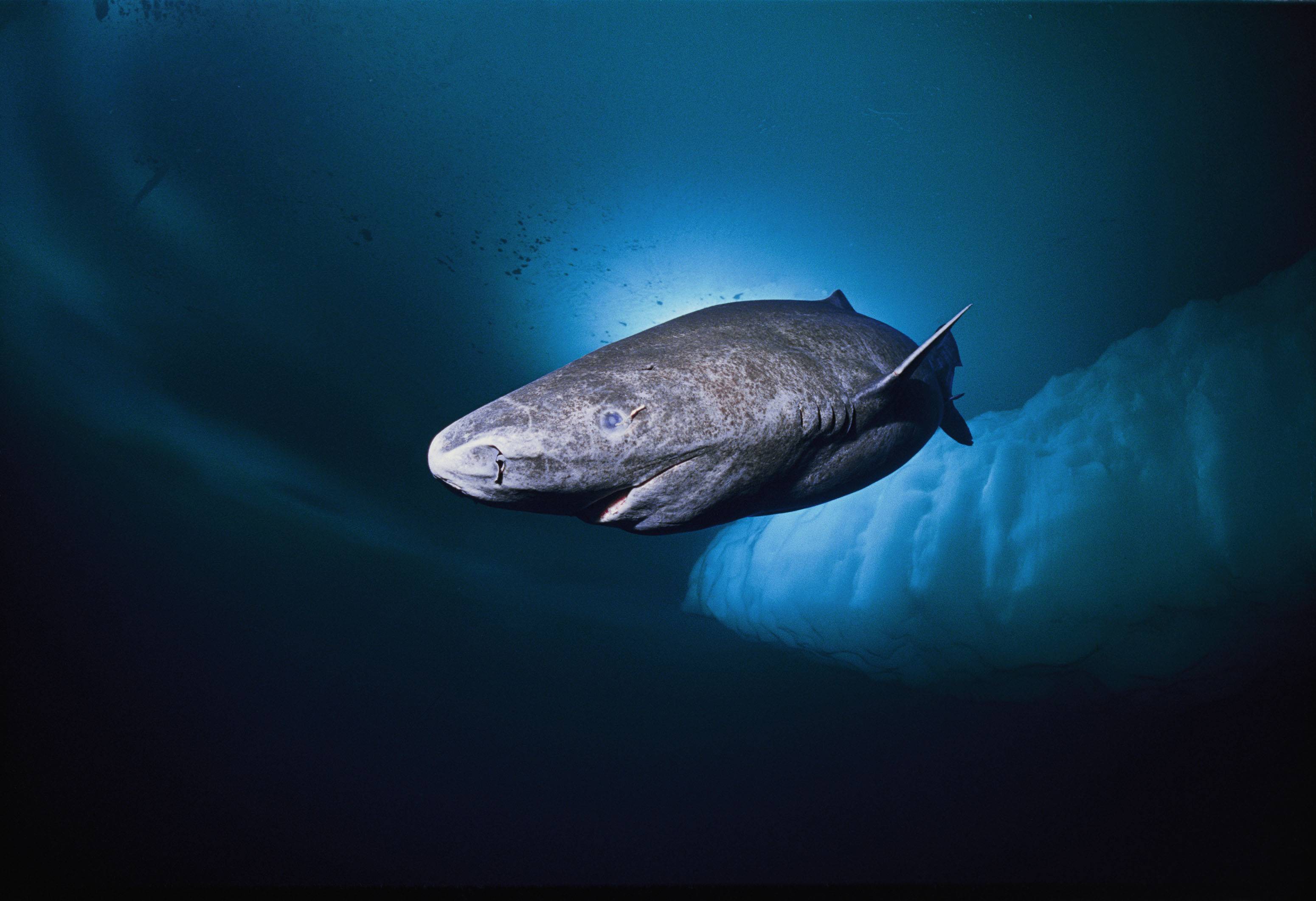 mid Гренландская акула долгожитель