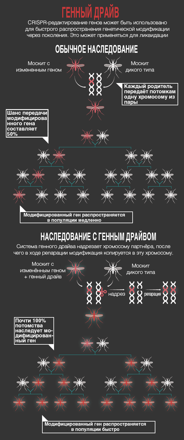 nature crispr gene drivena perevod 3