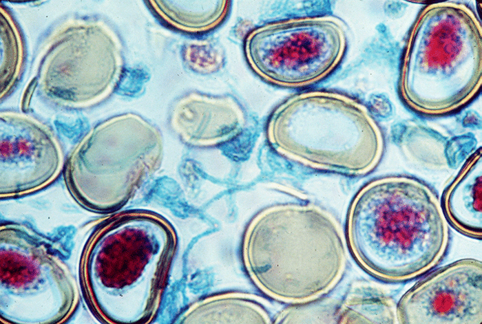 Стволовые клетки под микроскопом