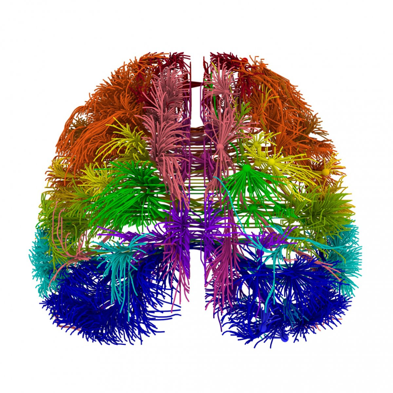 uchenye poluchili novye snimki raboty neironov mozga 4