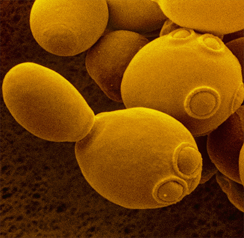 01.Saccharomyces cerevisiae