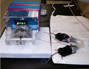 Сепаратор для переливания крови мышам