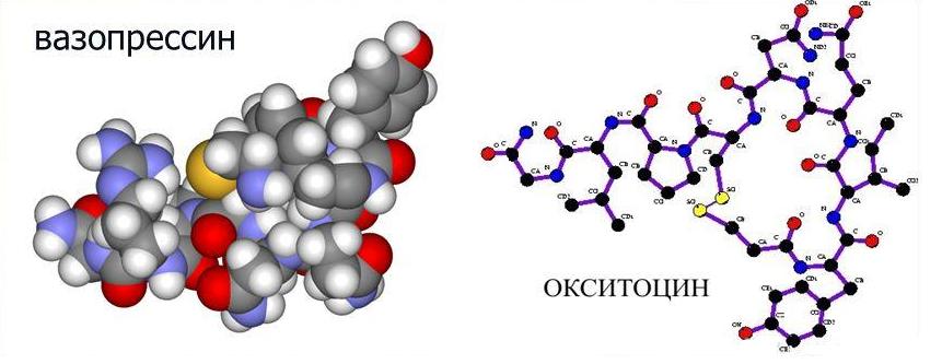 вазопрессин окситоцин